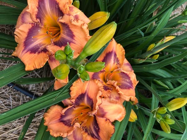 All Revved Up daylily