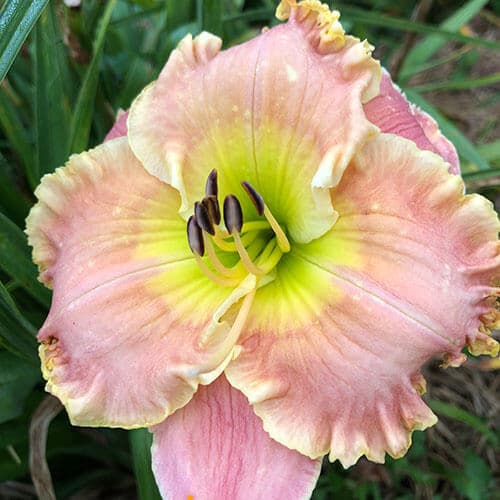 All Things Possible daylily