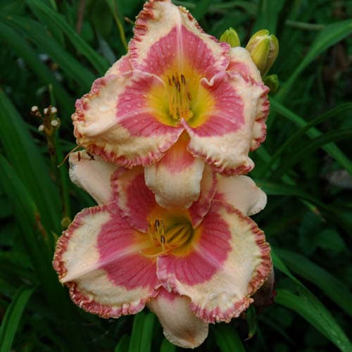 Annabelle's Blush daylily