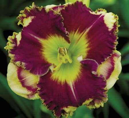 Answering Angels daylily