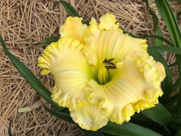 Aphrodisiac daylily