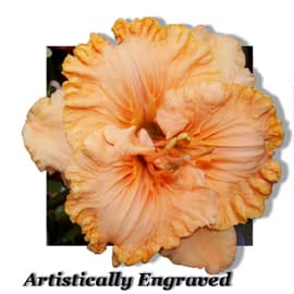 Artistically Engraved daylily