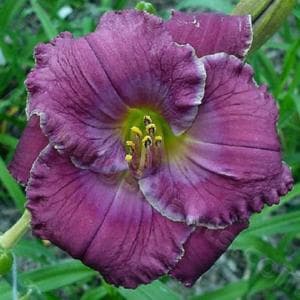 Beauty of the King daylily