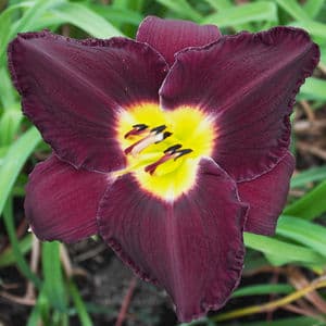 Bela Lugosi daylily