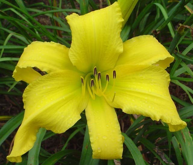 Big Bird daylily