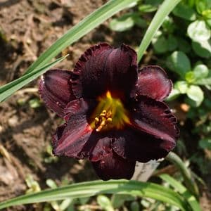 Black Stockings daylily
