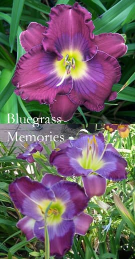 Bluegrass Memories daylily