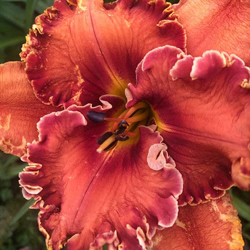 Bogota daylily