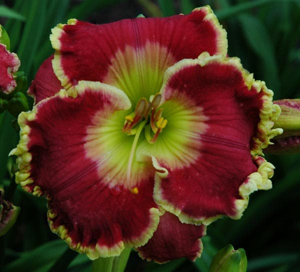 The "Born to Run" daylily at Nonnie's Daylily Gardens