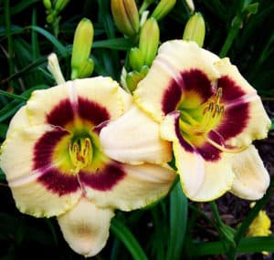 Custard Candy daylily