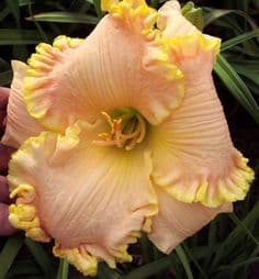 Specially For Sarah daylily