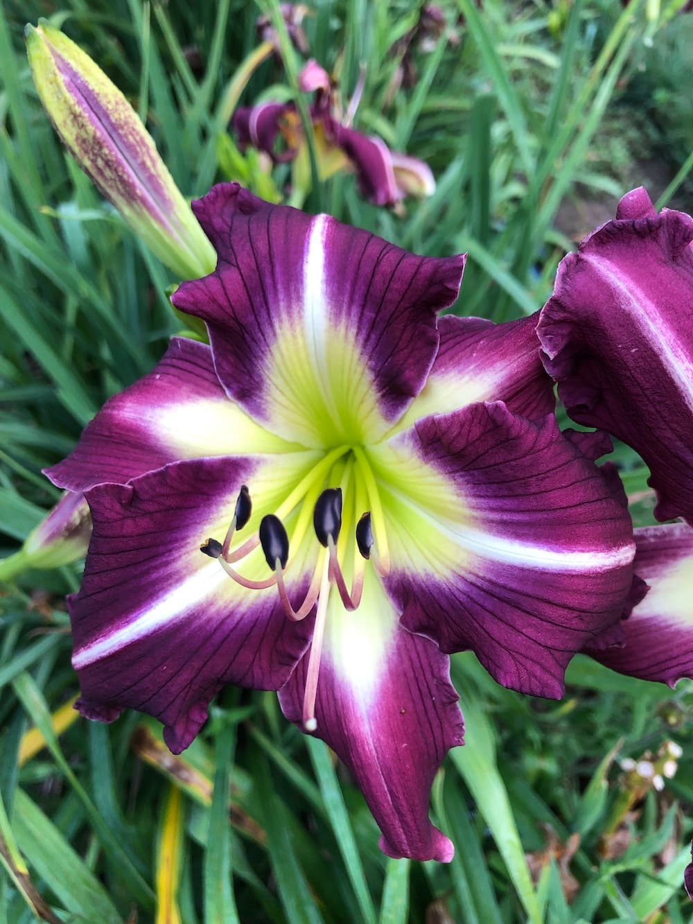 Daylily beds at Nonnie's Daylily Gardens