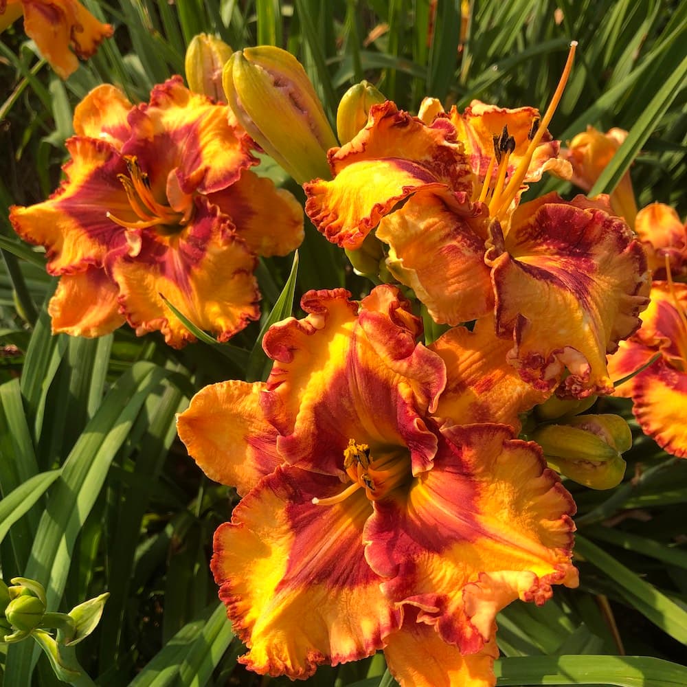 Daylily beds at Nonnie's Daylily Gardens