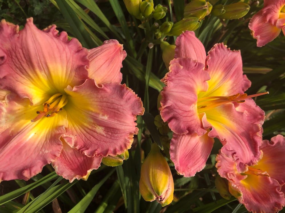 Pink daylilies blooming at Nonnie's Daylily Gardens